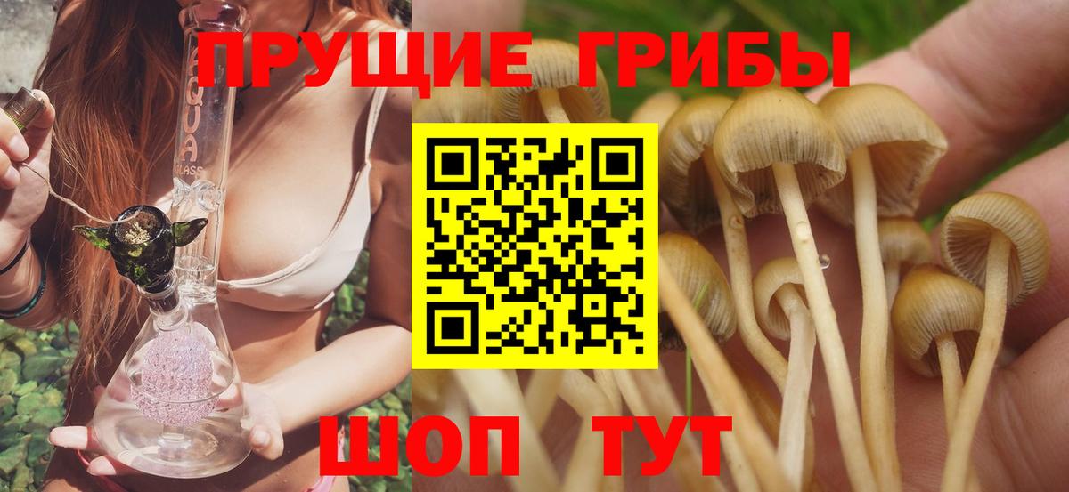Псилоцибиновые грибы Psilocybe  Псилоцибиновые грибы прущие грибы  Вход с VPN  Тавда 